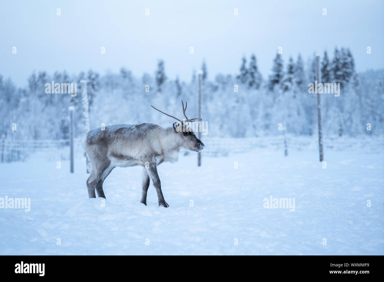 Debout sur un renne et neige à droite à Äkäslompolo, Laponie, Finlande Banque D'Images