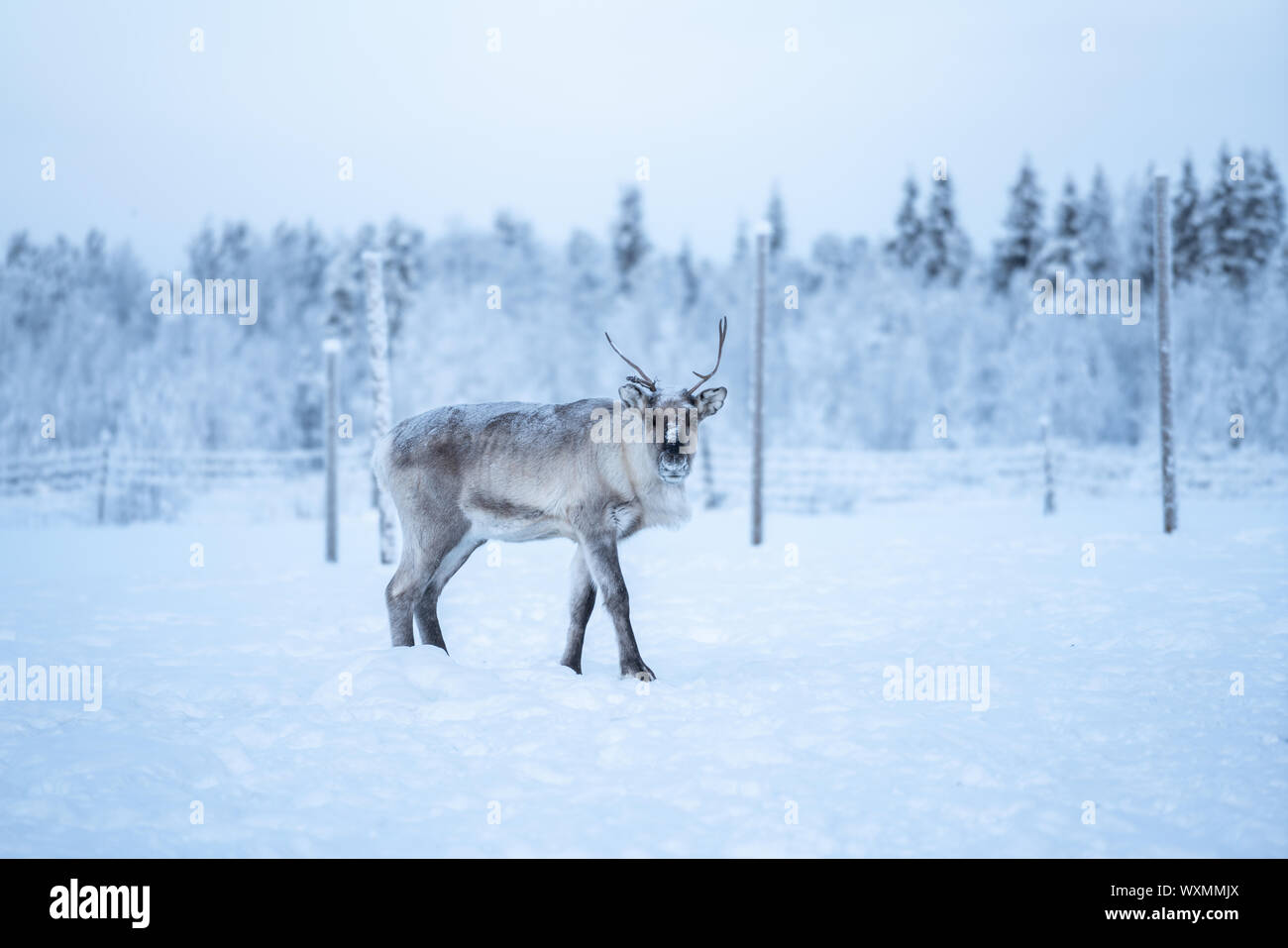 Le renne debout sur un snow et regardant la caméra à Äkäslompolo, Laponie, Finlande Banque D'Images