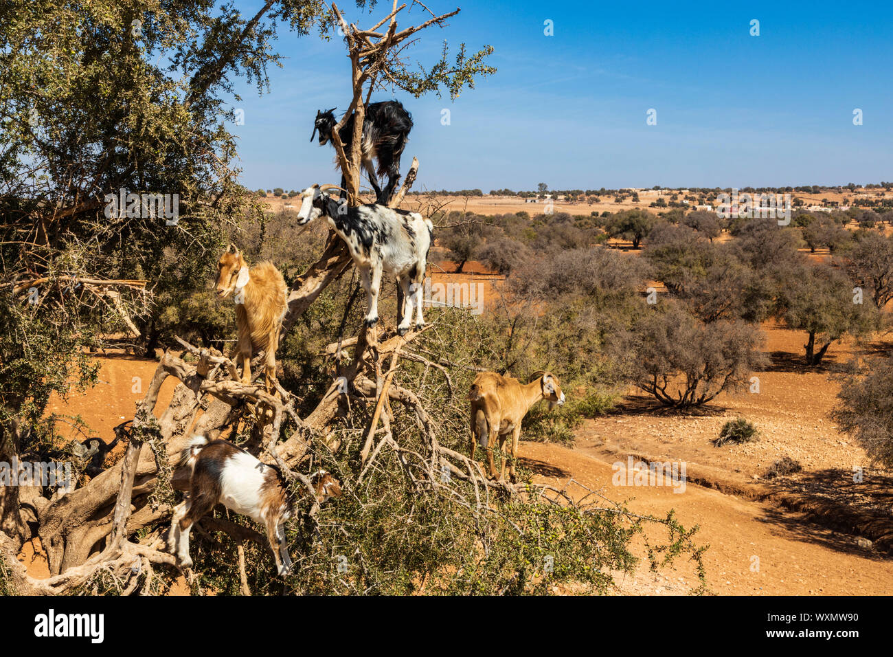 Une escalade des chèvres ou Arganier arganier (Argania spinosa) près d'Essaouira, Maroc, Maghreb, Afrique du Nord Banque D'Images