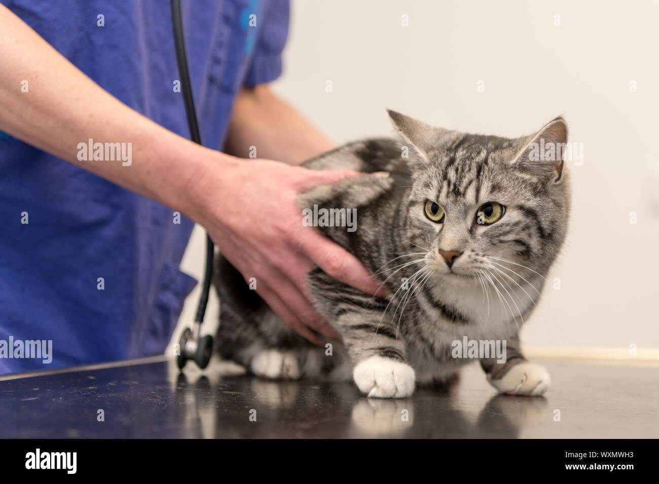 Chat mignon dans la pratique vétérinaire est examiné par le vétérinaire Banque D'Images