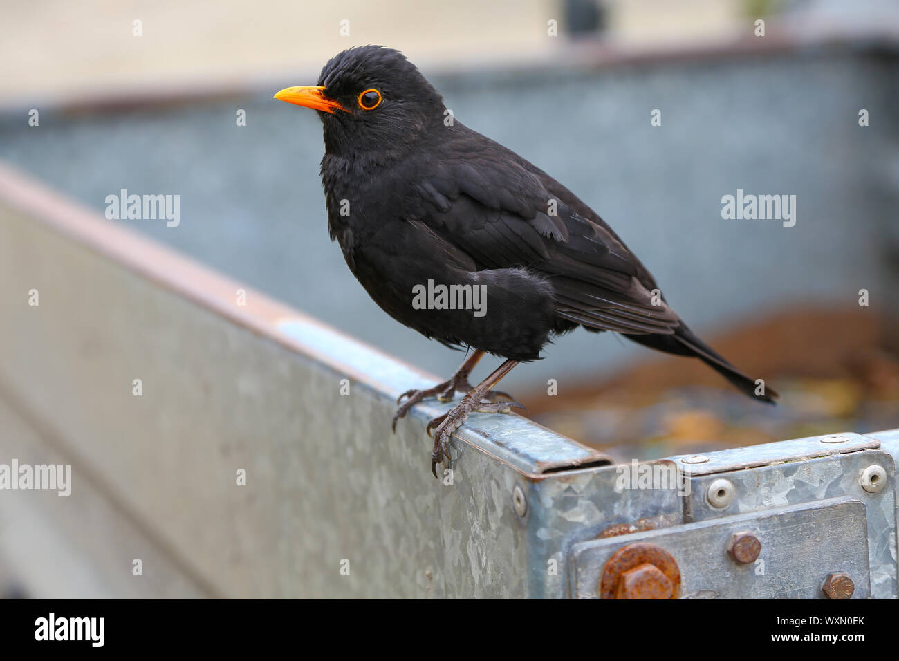 Un gros plan d'un mâle Blackbird (Turdus merula) debout sur une cuvette d'eau métallique, Angleterre, Royaume-Uni Banque D'Images