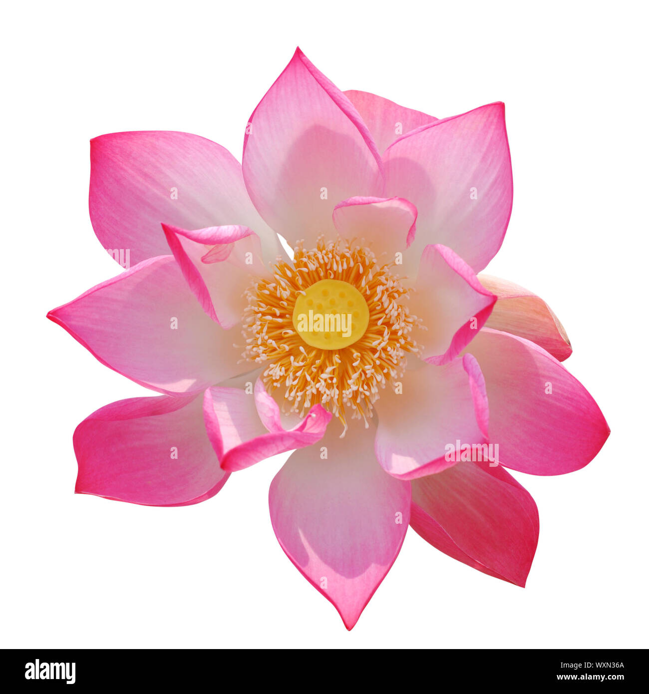 Ouvert lotus rose isolé sur fond blanc Banque D'Images