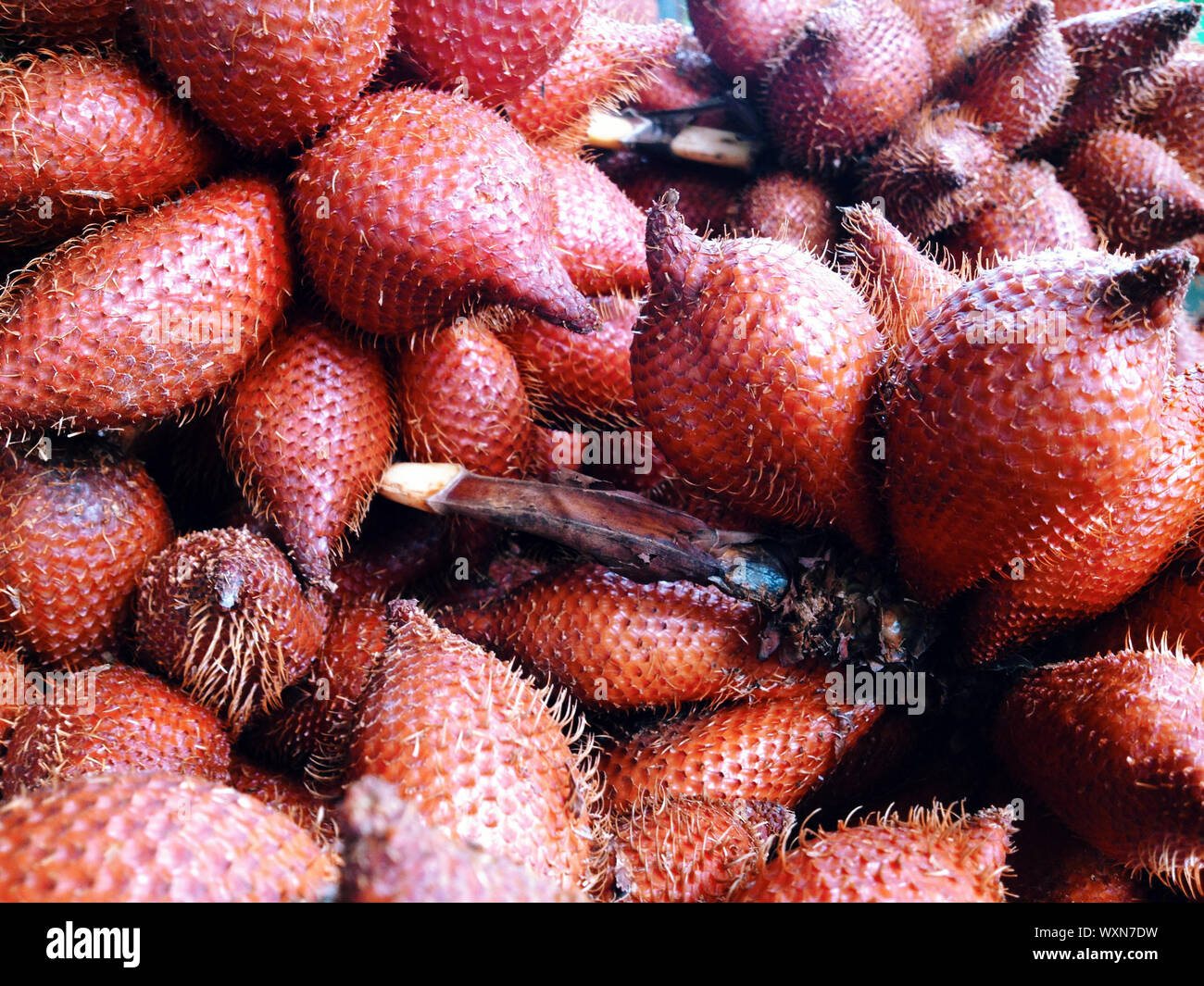 Zalacca texture de fond de fruits tropicaux Banque D'Images