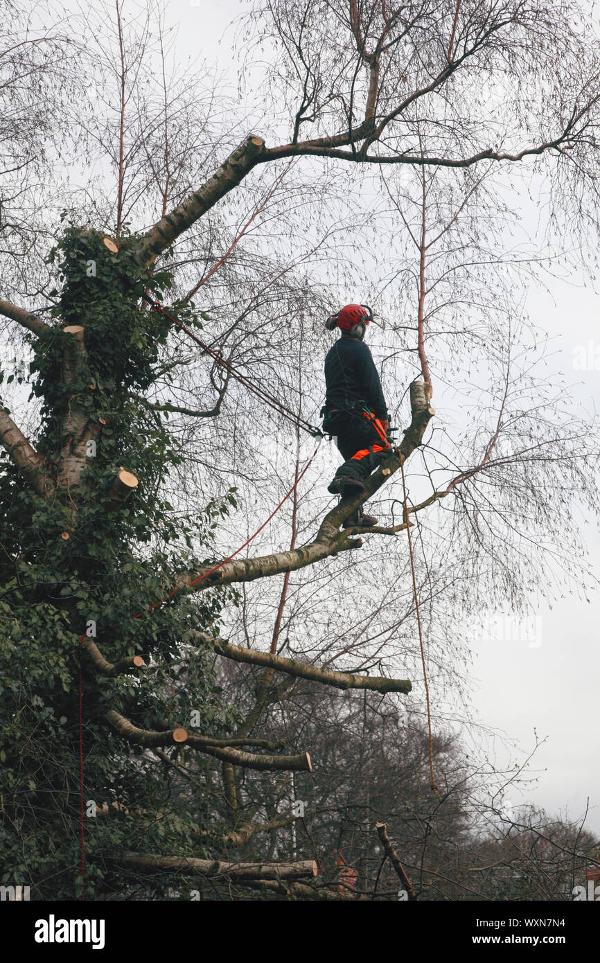 Un tree surgeon au travail avec une scie à chaîne en réduisant la taille d'un bouleau argenté Banque D'Images Un tree surgeon au travail avec une scie à chaîne en réduisant la taille d'un bouleau argenté Banque D'Images
