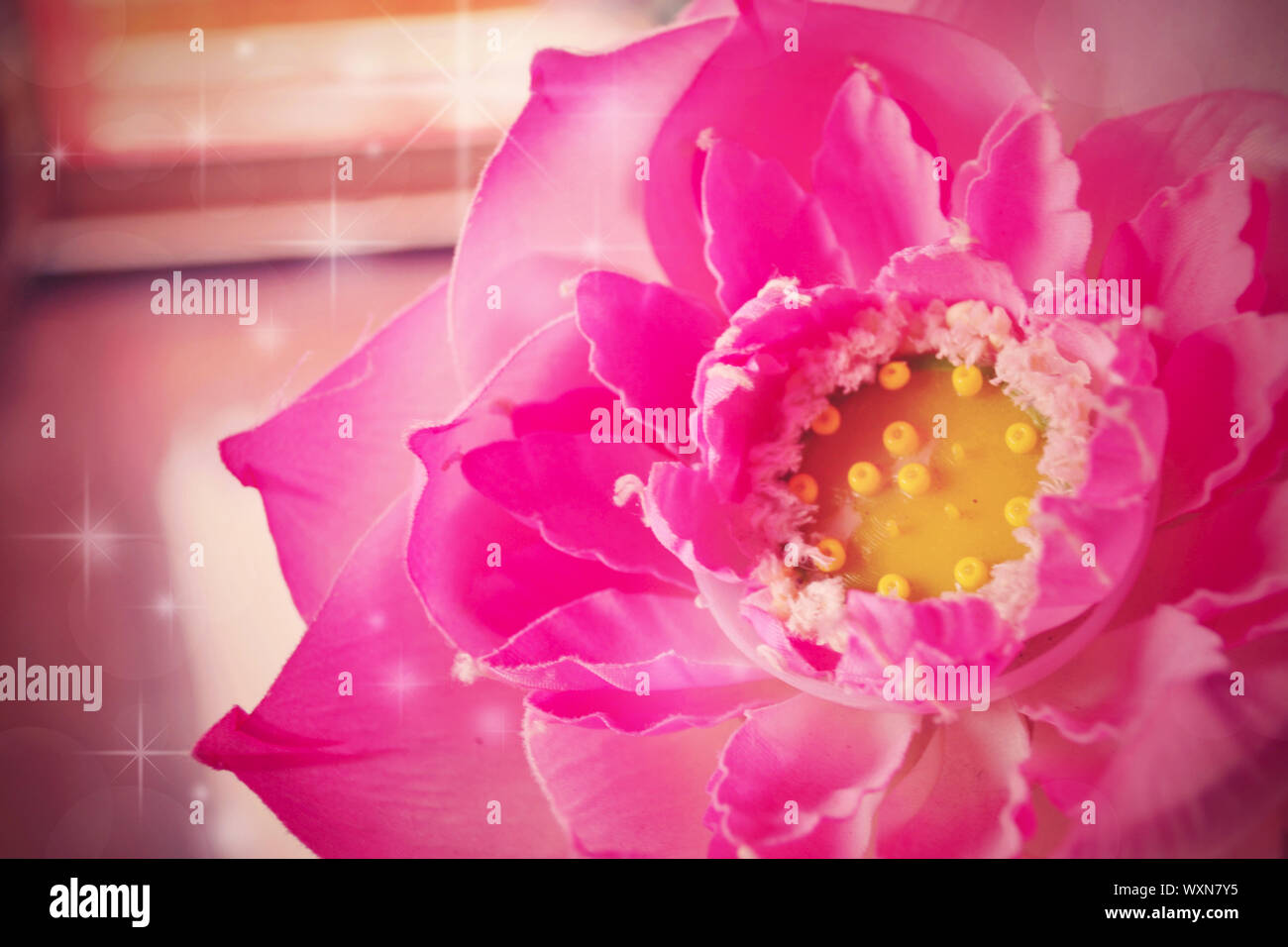 Lotus rose pour le fond dans la nature. Banque D'Images