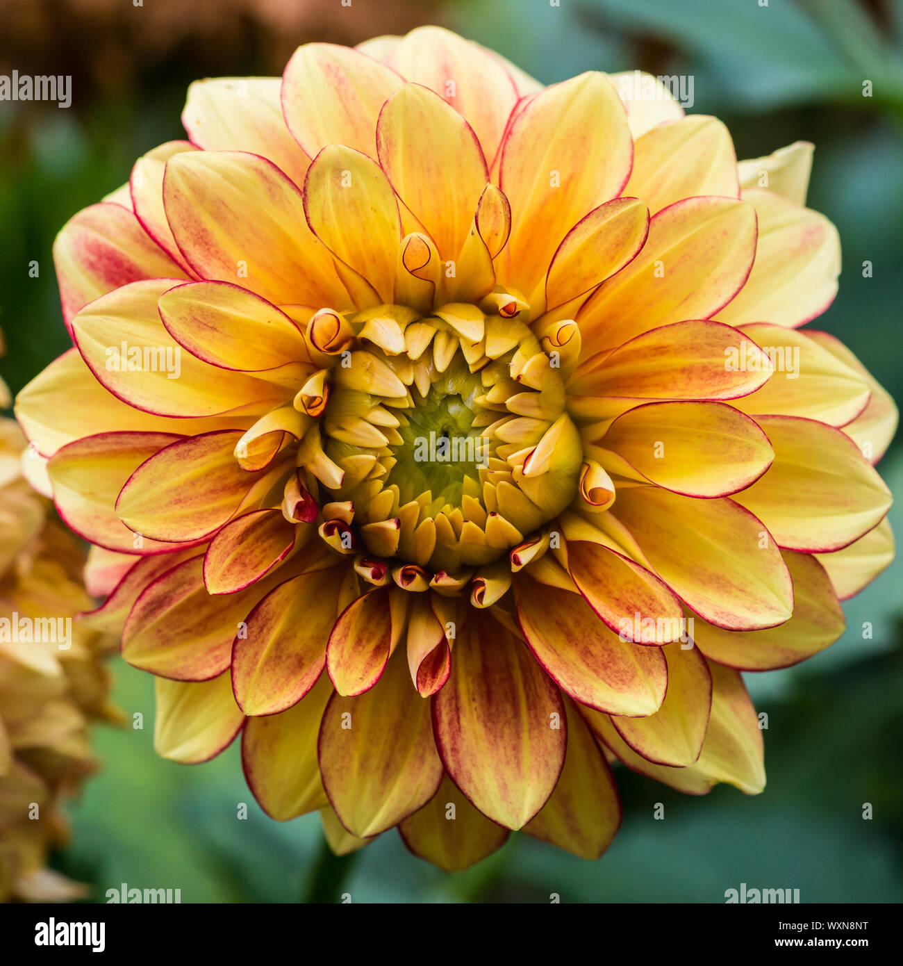 Un plan macro sur une fleur jaune dahlia le lac Ontario. Banque D'Images