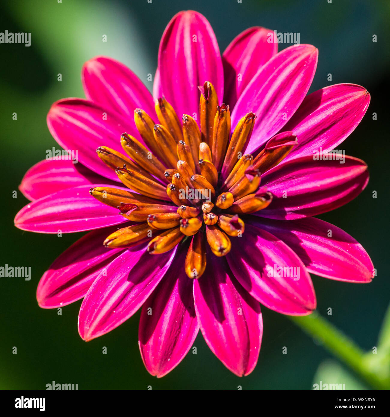 Un plan macro sur un ostéospermum bloom. Banque D'Images
