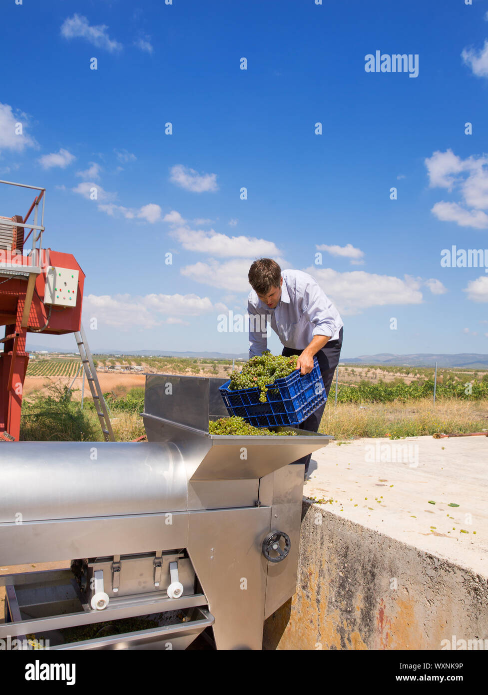 Les raisins de chardonnay vigneron dans la machine à broyer de l'égrappoir Méditerranée Banque D'Images