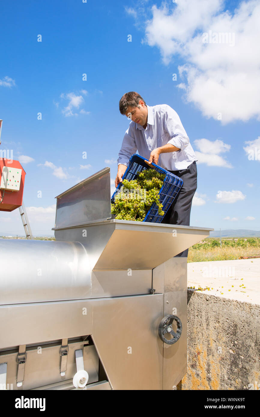 Les raisins de chardonnay vigneron dans la machine à broyer de l'égrappoir Méditerranée Banque D'Images