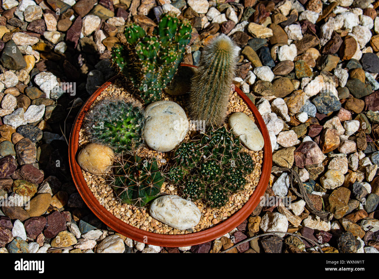 Affichage de cactus, une belle plante avec de nombreux usages. En fait une œuvre à ajouter à la décoration de votre maison. Il peau épineuse ajoute à son apparence. Banque D'Images