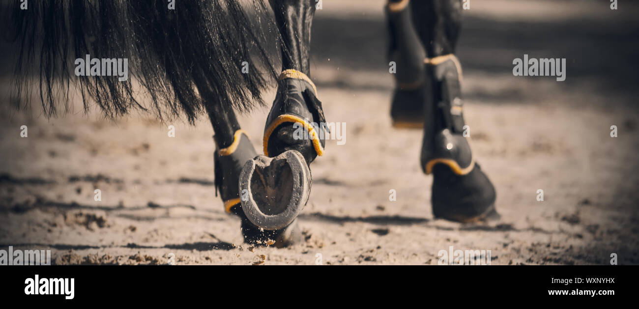 Les sabots ferrés d'un cheval noir, avec une longue queue brillante à travers l'arène de sable galopant dans la lumière du soleil. Banque D'Images