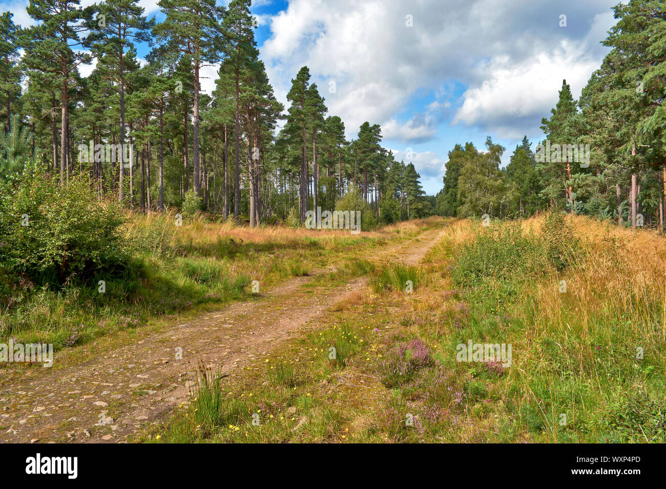 DAVA WAY À PIED OU TRAIL À DAVA Grantown on Spey MORAY ECOSSE LE SENTIER Des pins sylvestres QUI PASSE PRÈS DE GRANTOWN Banque D'Images