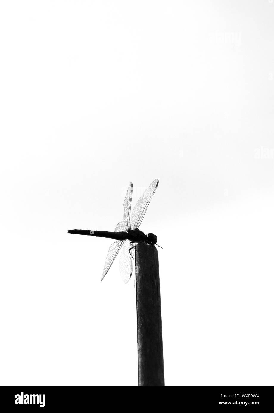 Image en noir et blanc de dragon fly sur canne de jardin Banque D'Images