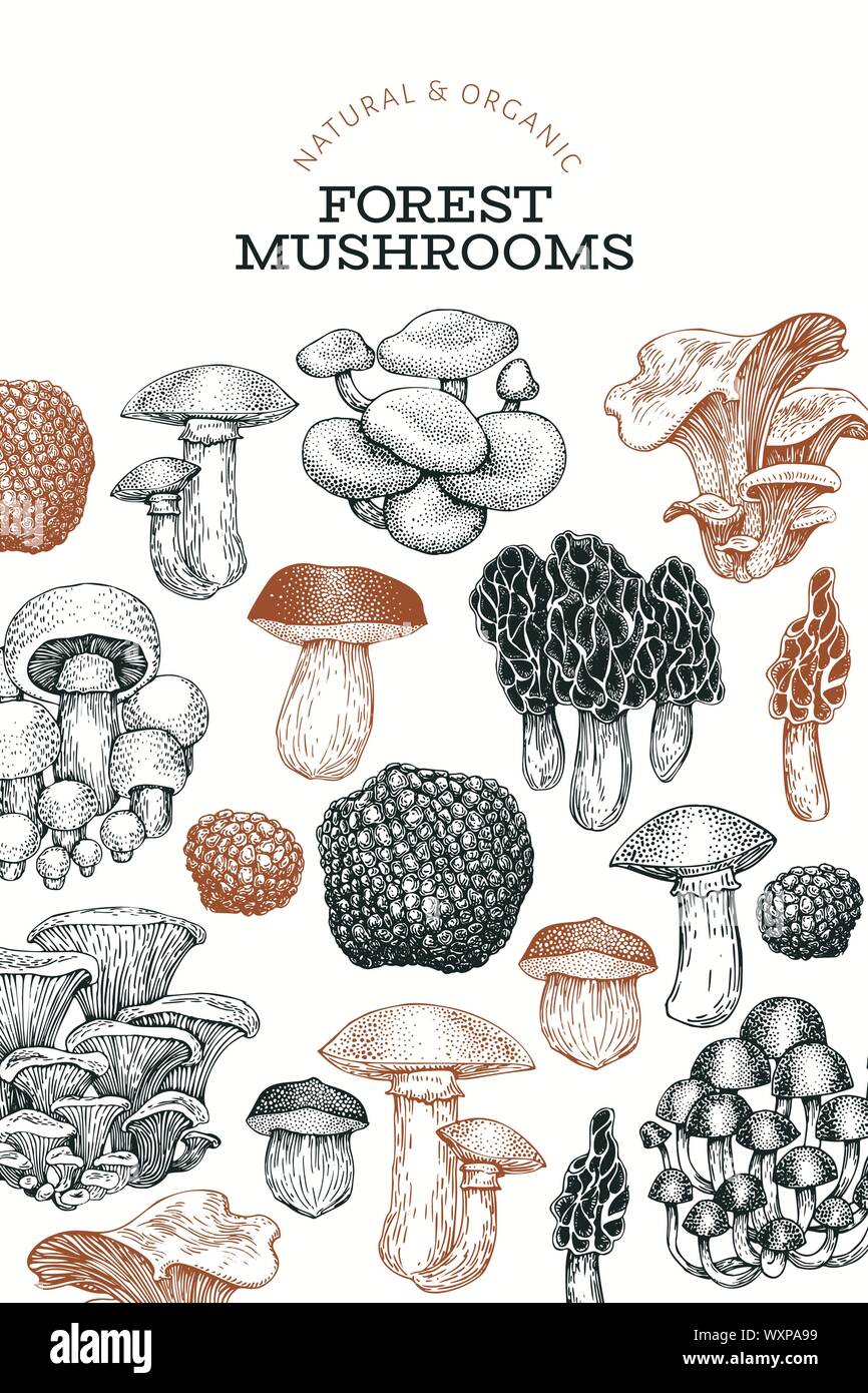 Modèle de conception de champignons. Hand drawn vector illustration alimentaire. Style gravé. Différents types de champignons rétro arrière-plan. Illustration de Vecteur