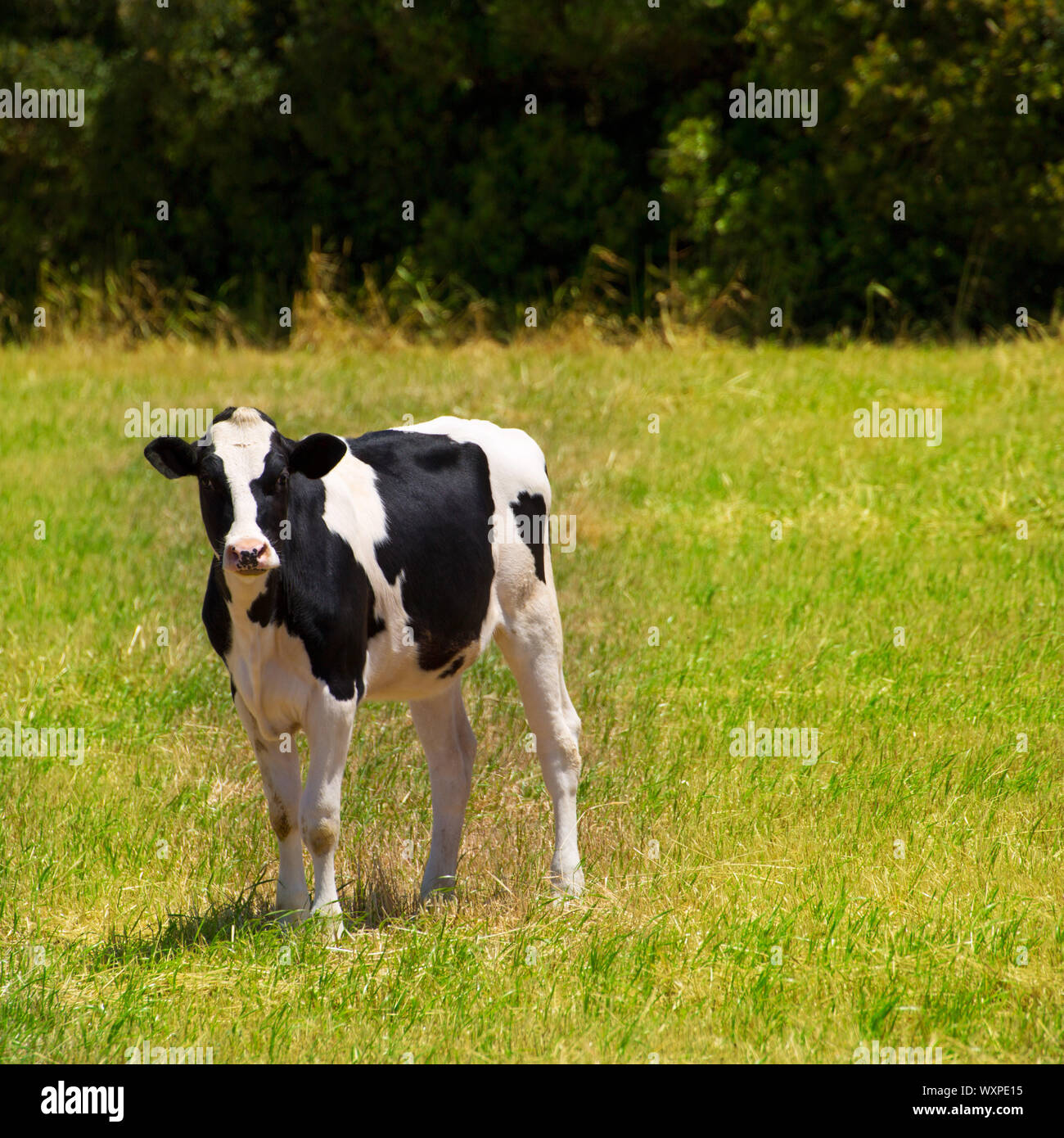 Le pâturage des vaches Frisonnes de Minorque en vert prairie à Îles Baléares d'Espagne Banque D'Images