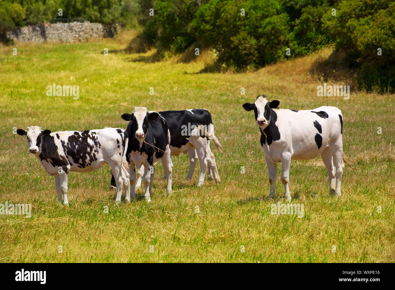 Le pâturage des vaches Frisonnes de Minorque en vert prairie à Îles Baléares d'Espagne Banque D'Images