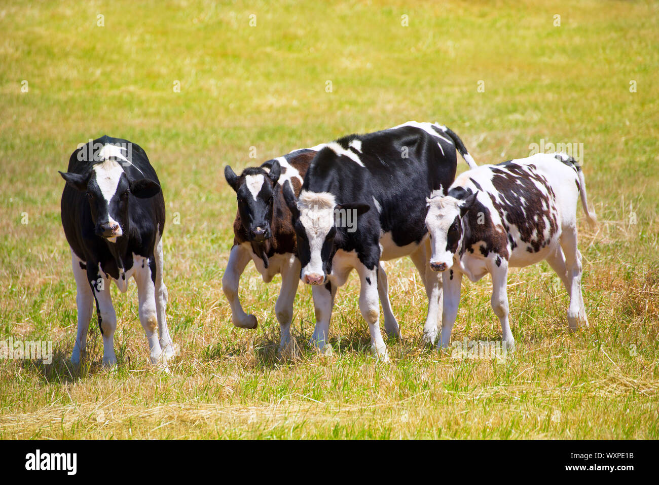 Le pâturage des vaches Frisonnes de Minorque en vert prairie à Îles Baléares d'Espagne Banque D'Images