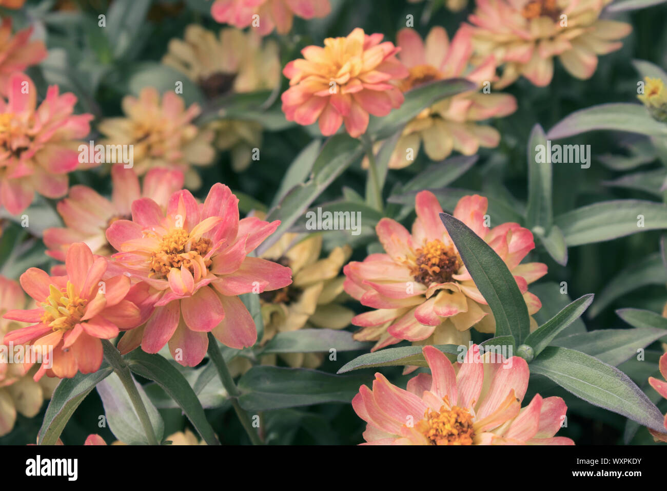 Fleurs d'automne. Des fleurs de jardin. Floral background. Banque D'Images