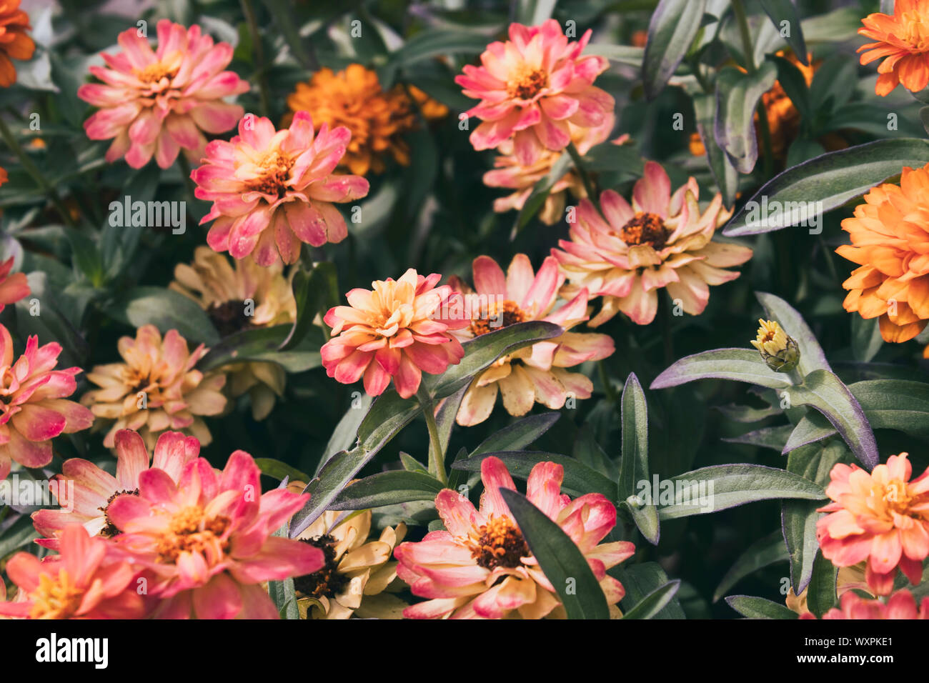 Fleurs d'automne. Des fleurs de jardin. Floral background. Banque D'Images