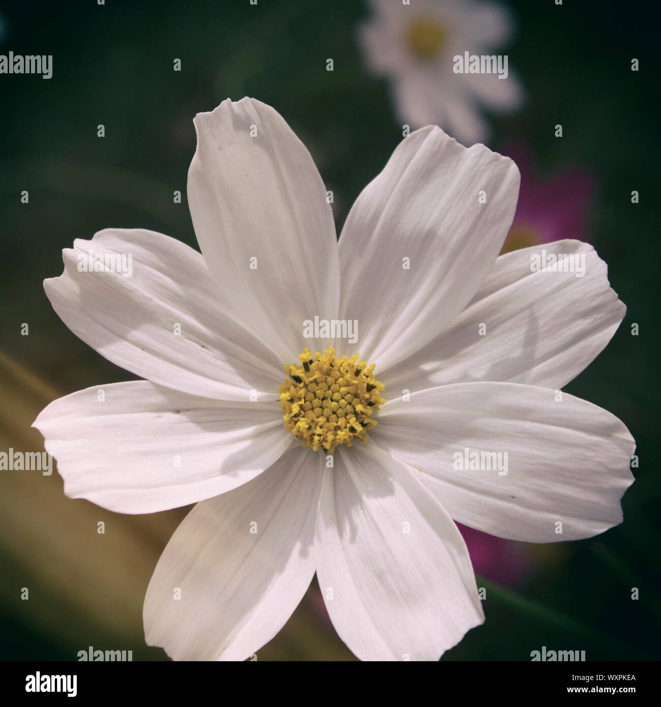 Fleur de Cosmos. Fleur blanche. Floral background. Banque D'Images