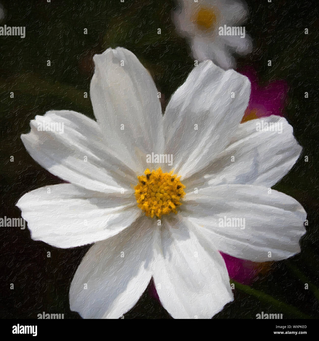 Abstract fleur blanche. Fleur de Cosmos. Floral background. Banque D'Images