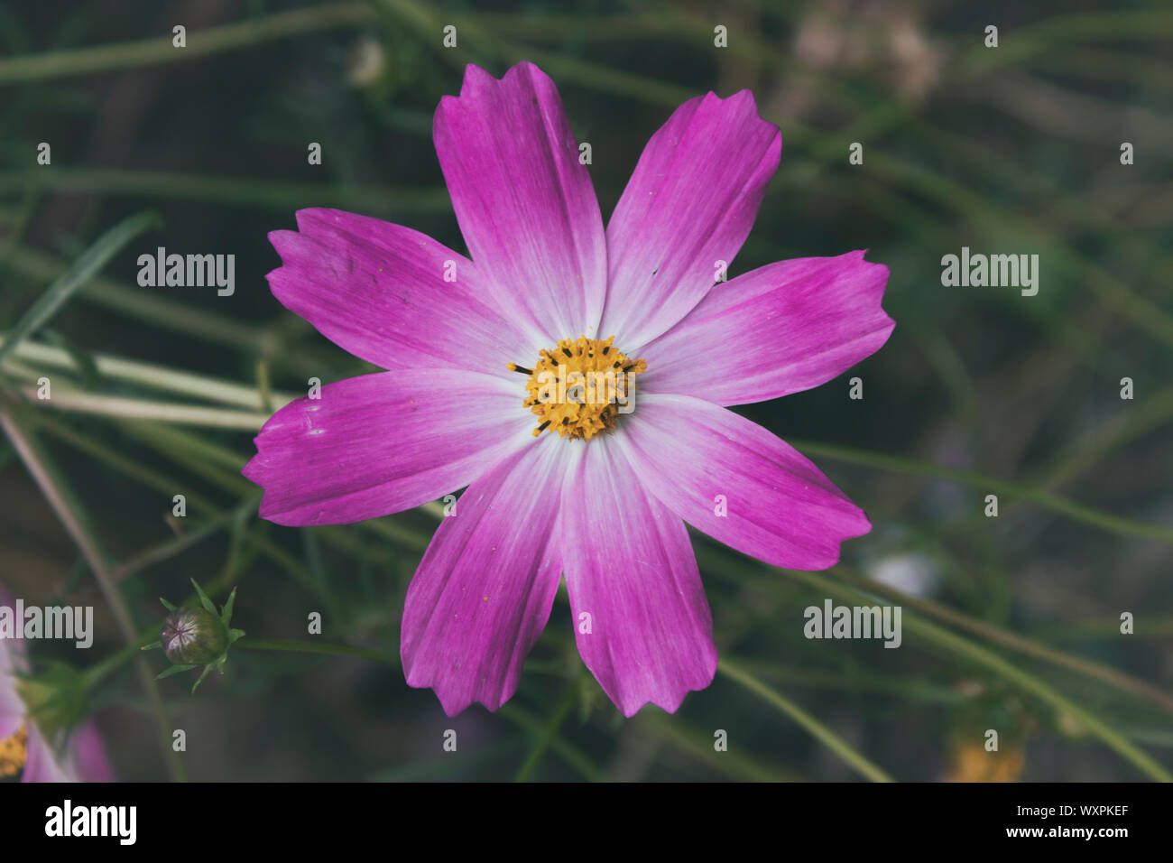 Fleur Rose. Fleur de Cosmos. Floral background. Fleur de jardin. Banque D'Images