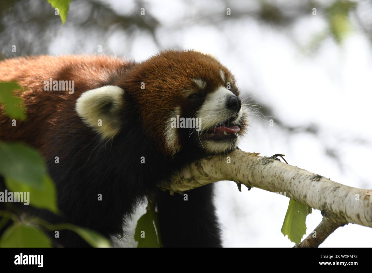 Le panda rouge Banque D'Images