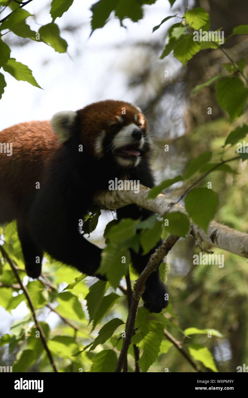 Le panda rouge Banque D'Images
