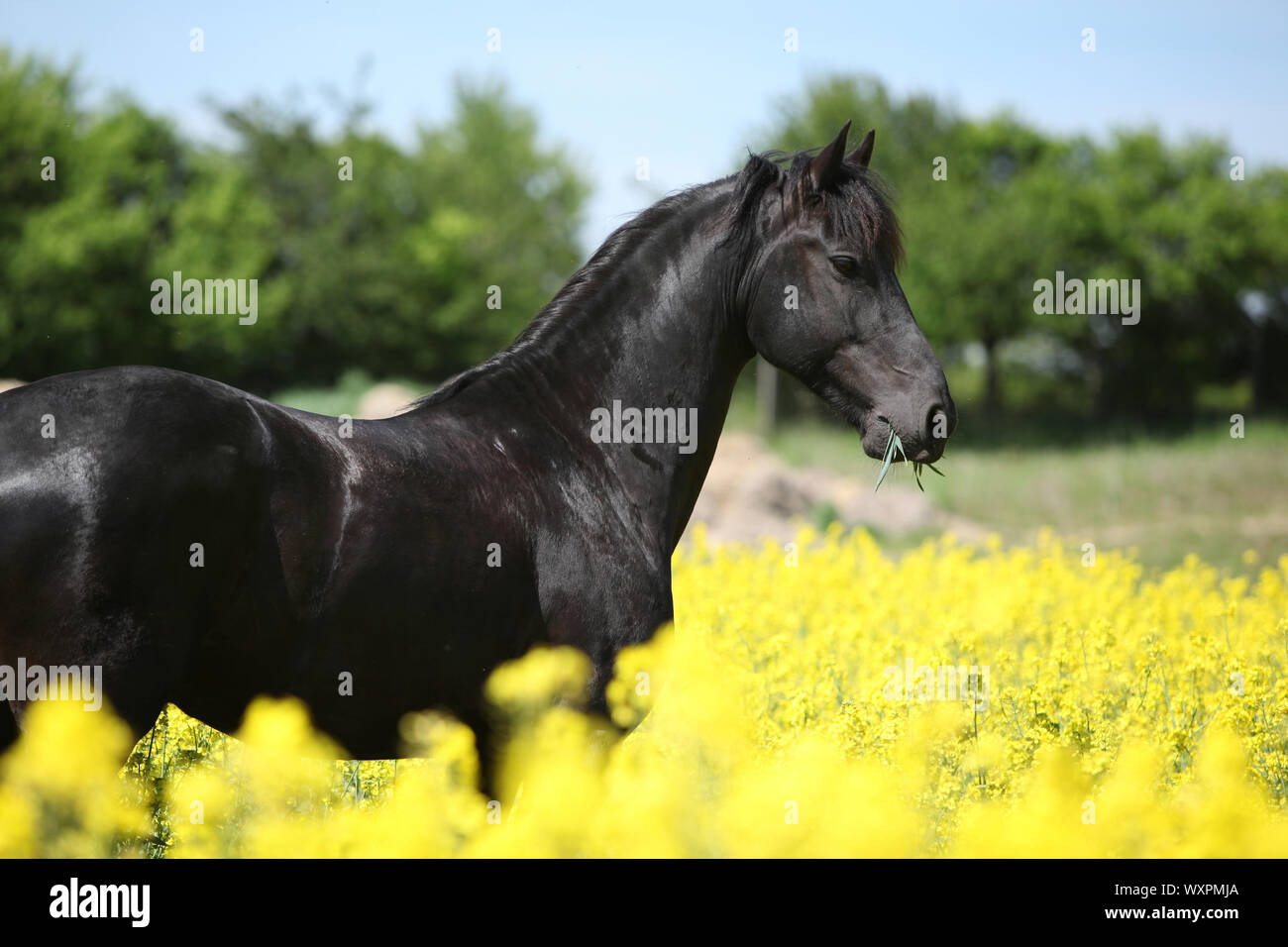 Cheval frison noir magnifique champ de colza en permanent Banque D'Images