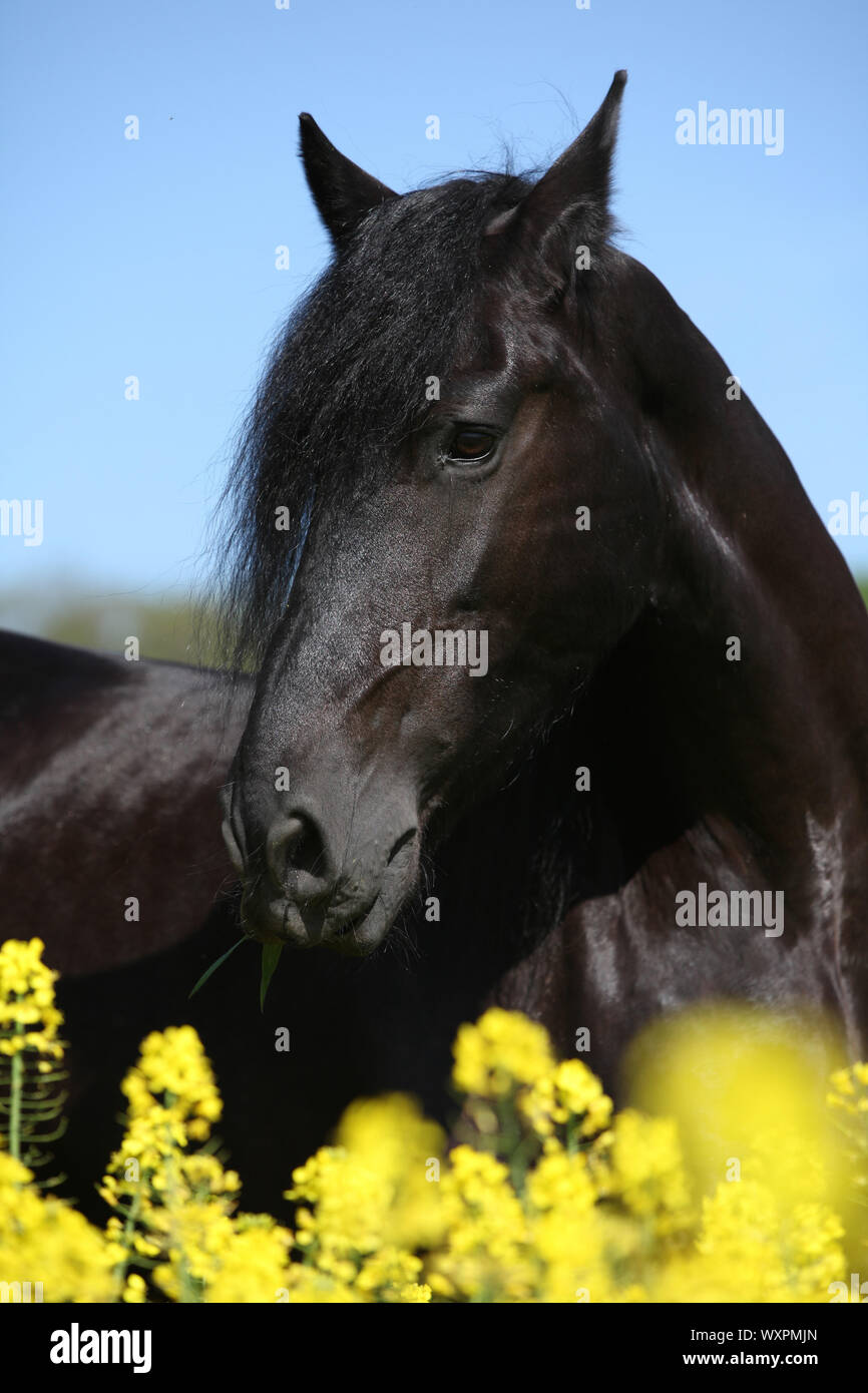 Cheval frison noir magnifique champ de colza en permanent Banque D'Images