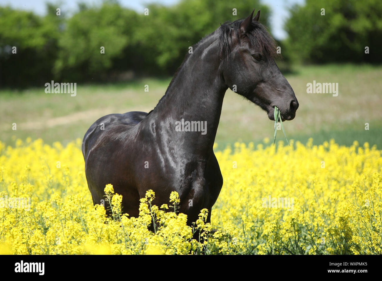 Cheval frison noir magnifique champ de colza en permanent Banque D'Images