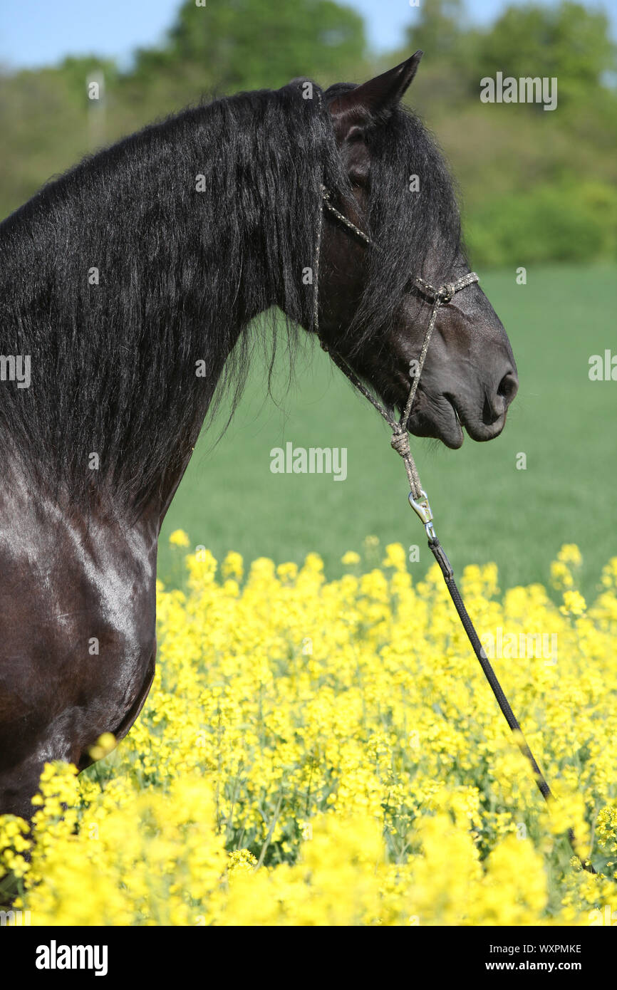 Cheval frison noir magnifique champ de colza en permanent Banque D'Images