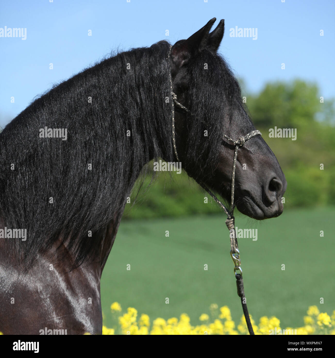 Cheval frison noir magnifique champ de colza en permanent Banque D'Images