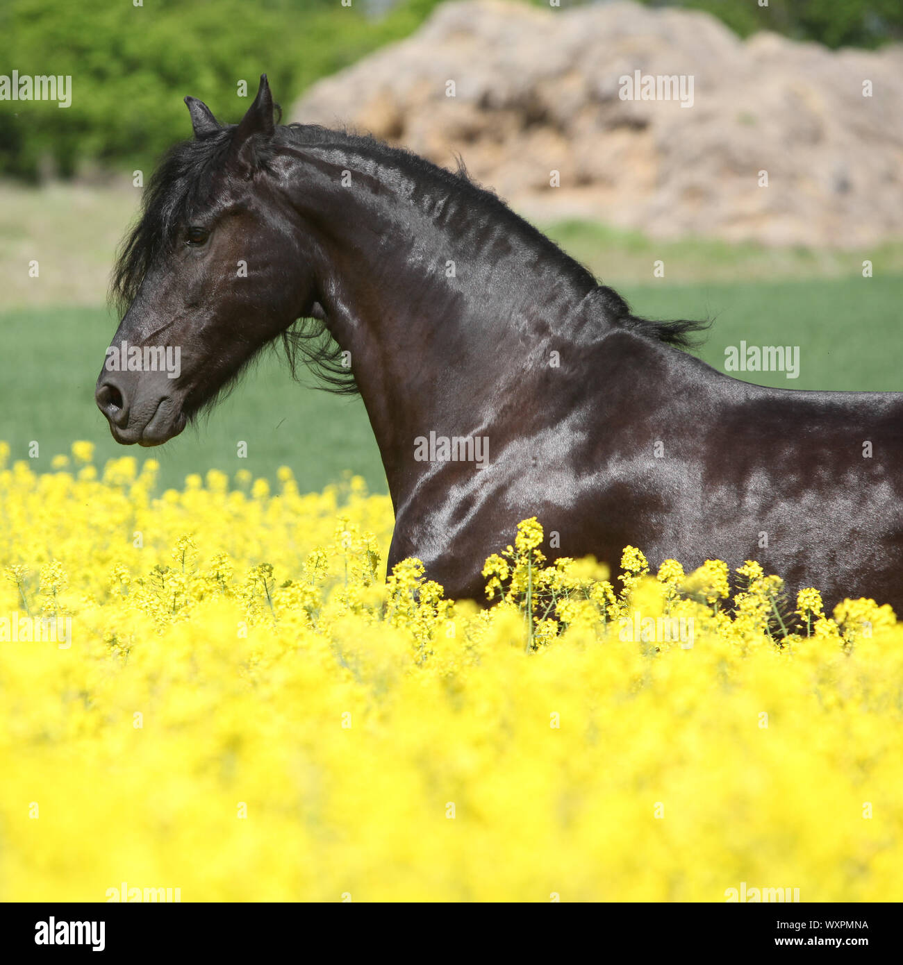 Cheval frison noir incroyable d'exécution en champ de colza jaune Banque D'Images