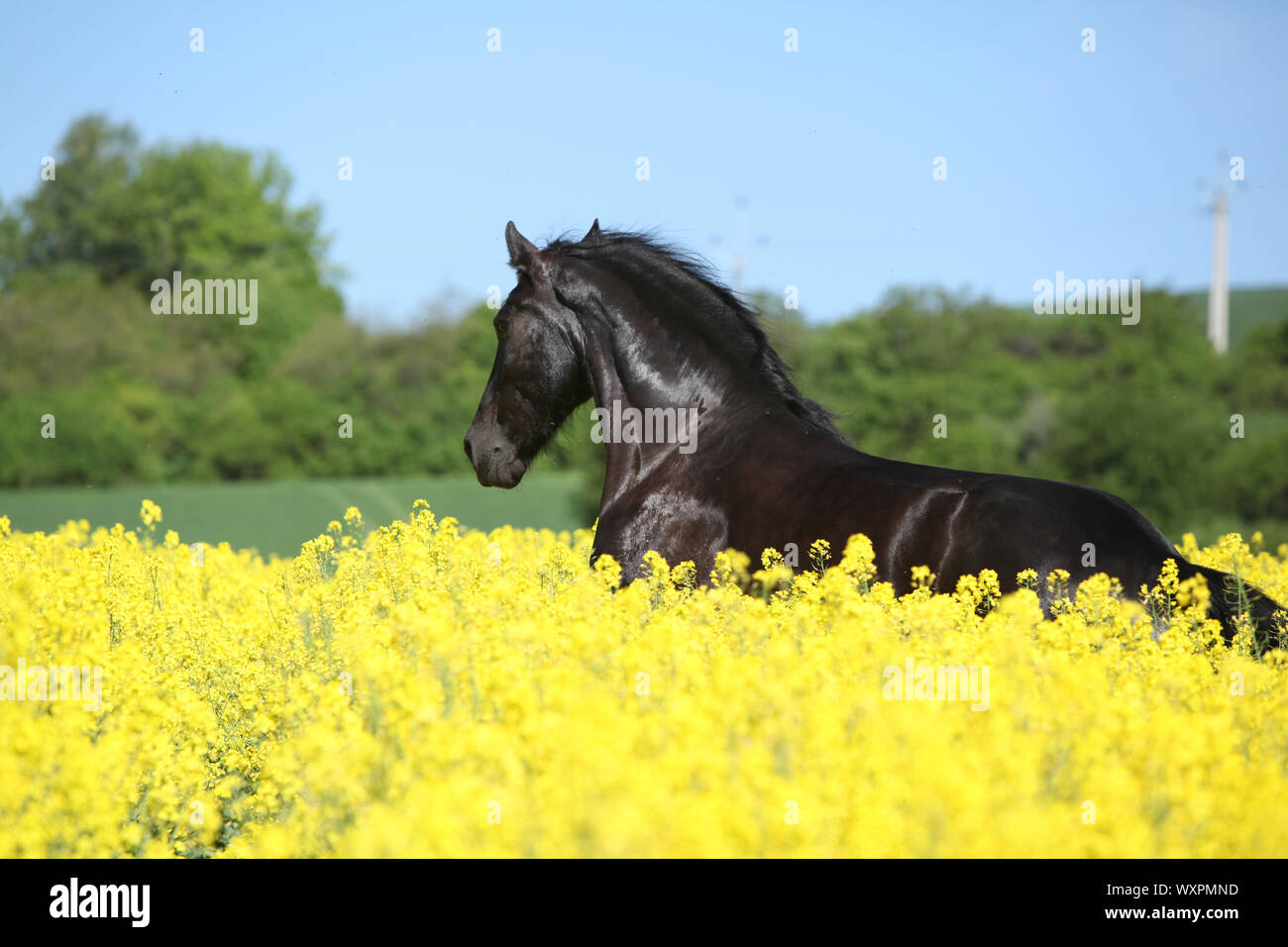 Cheval frison noir incroyable d'exécution en champ de colza jaune Banque D'Images