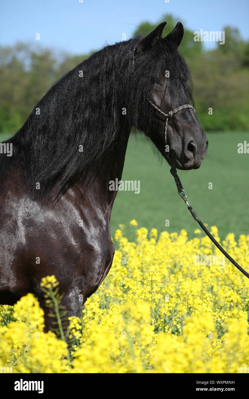 Cheval frison noir magnifique champ de colza en permanent Banque D'Images