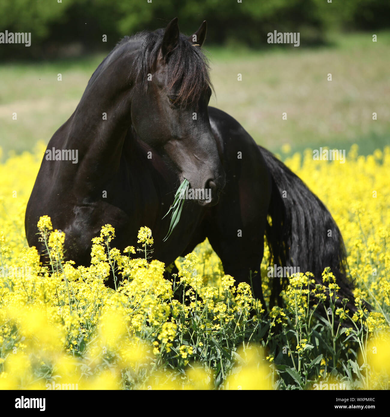 Cheval frison noir magnifique champ de colza en permanent Banque D'Images
