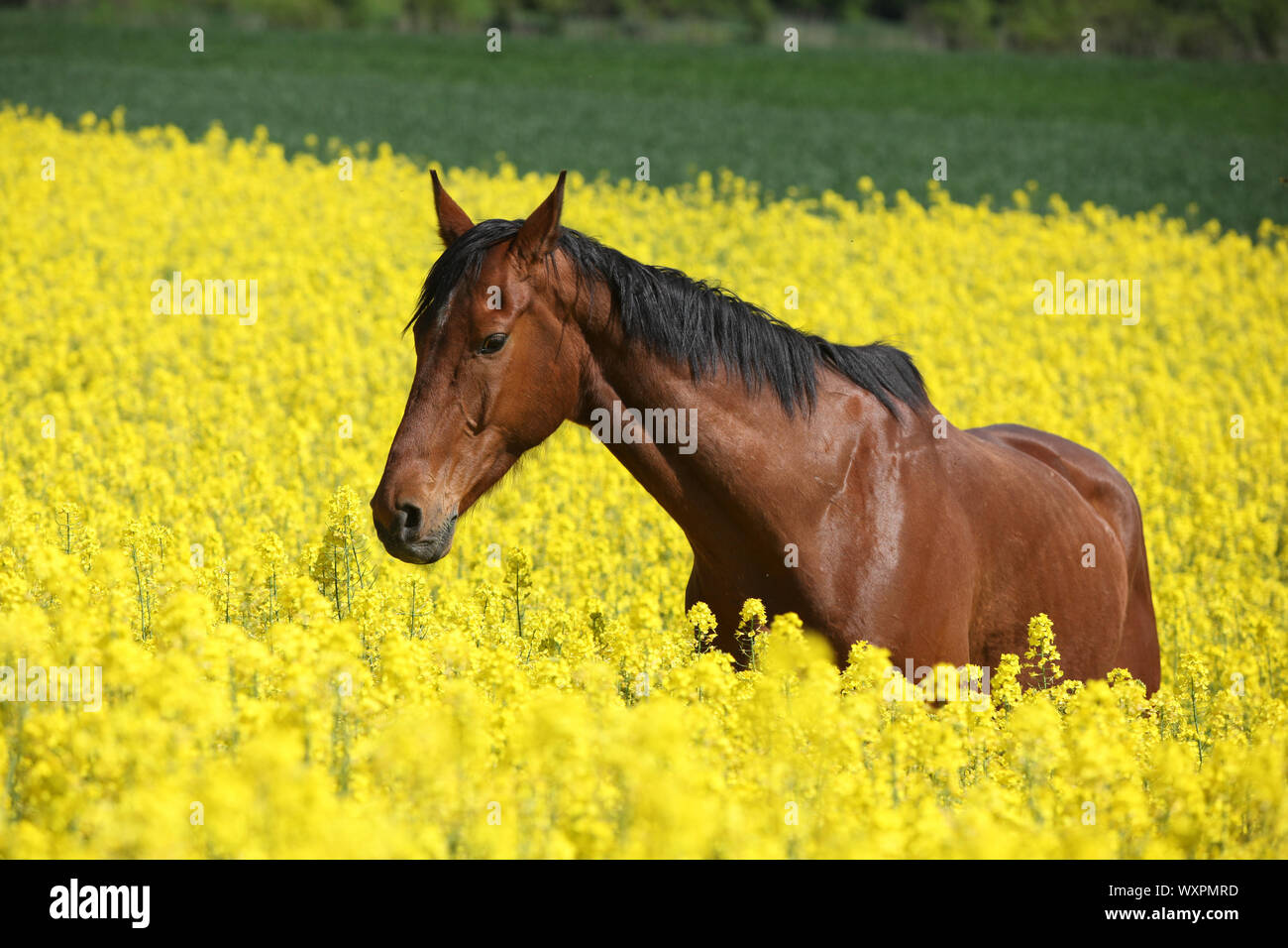 Cheval brun incroyable d'exécution en champ de colza jaune Banque D'Images