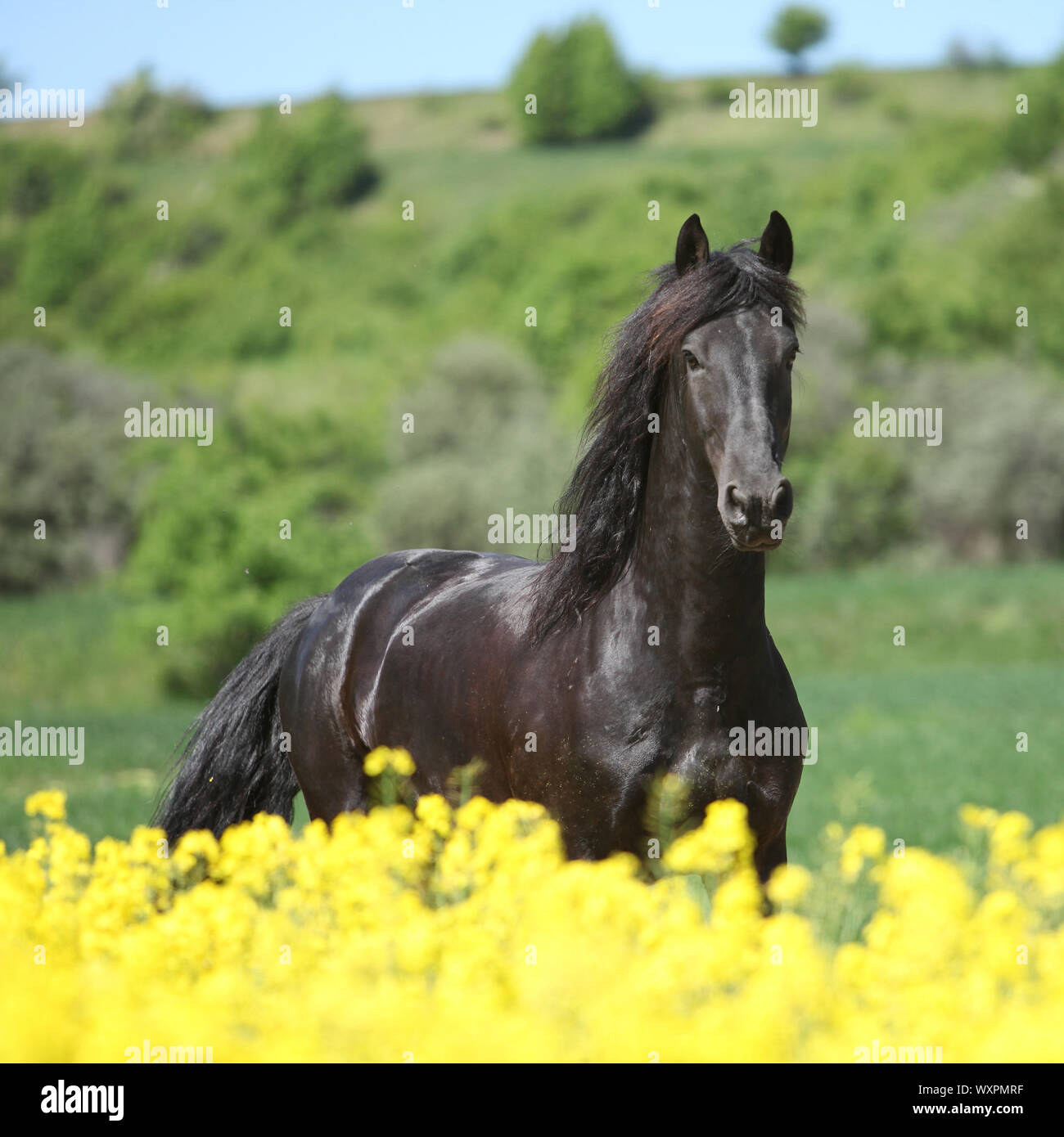 Cheval frison noir incroyable d'exécution en champ de colza jaune Banque D'Images