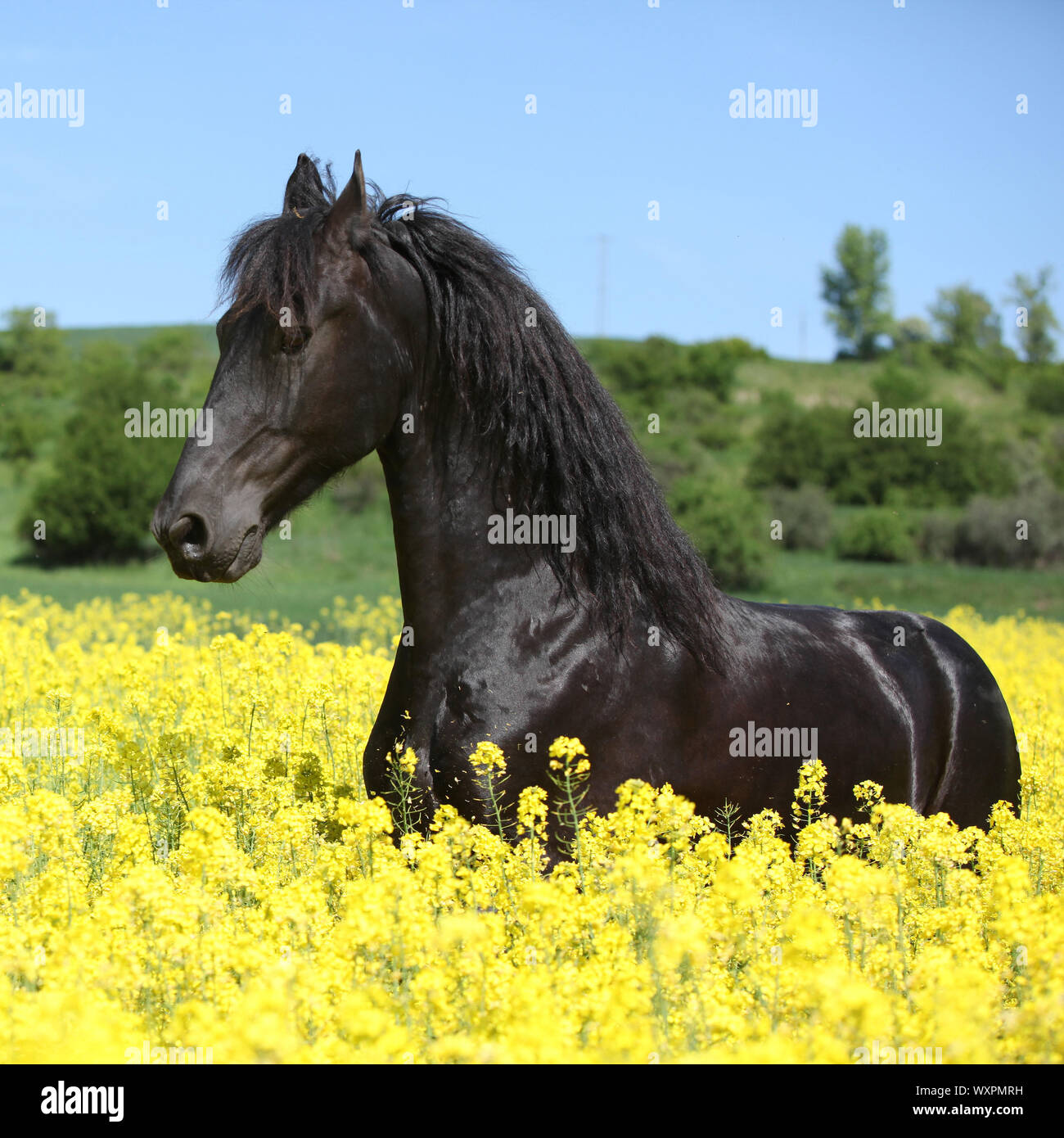 Cheval frison noir incroyable d'exécution en champ de colza jaune Banque D'Images