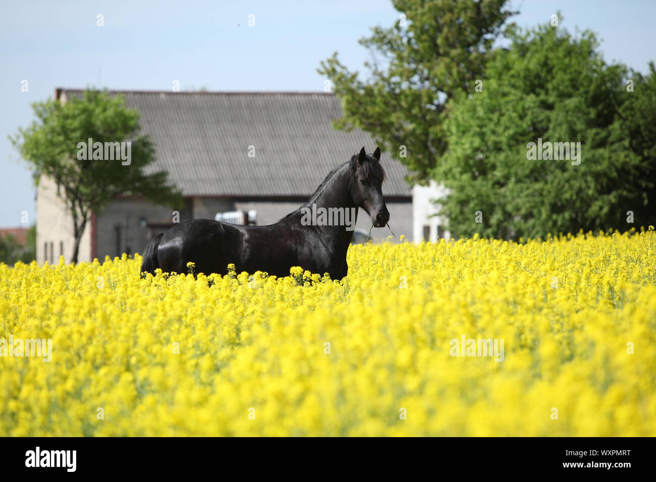 Cheval frison noir magnifique champ de colza en permanent Banque D'Images
