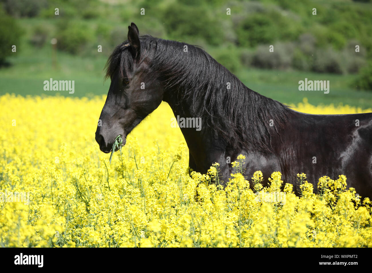 Cheval frison noir incroyable d'exécution en champ de colza jaune Banque D'Images