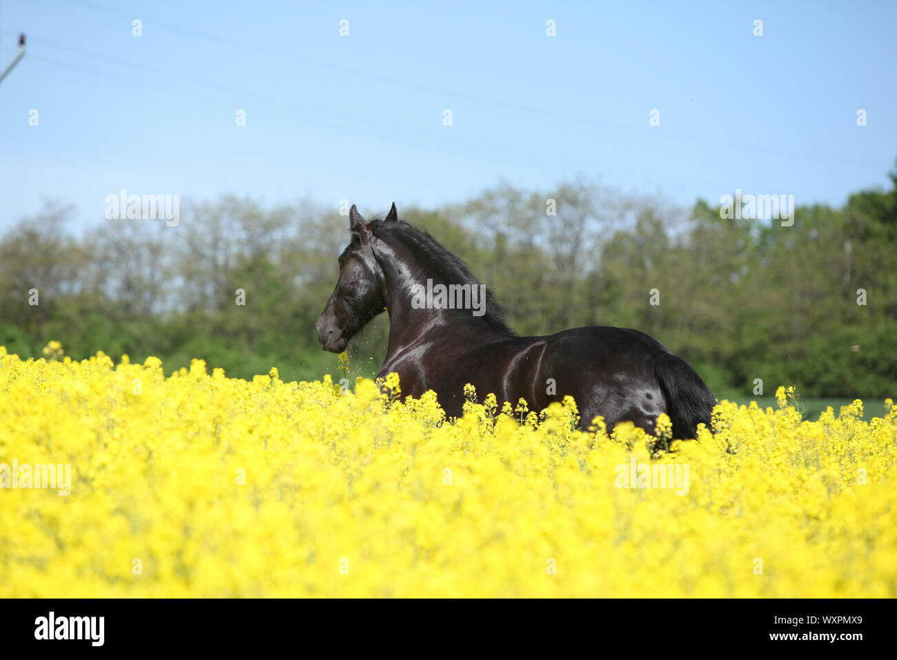 Cheval frison noir incroyable d'exécution en champ de colza jaune Banque D'Images