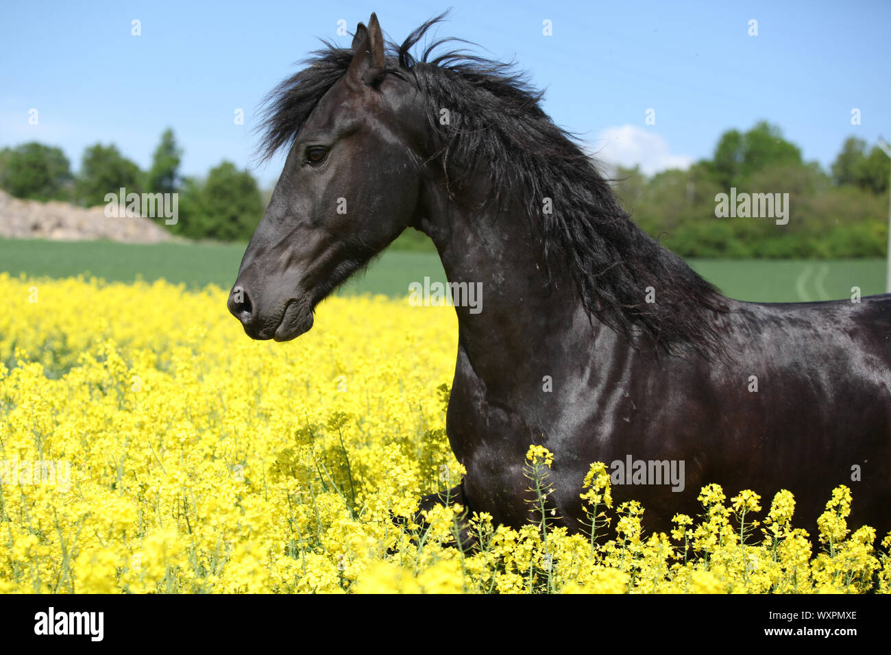 Cheval frison noir incroyable d'exécution en champ de colza jaune Banque D'Images
