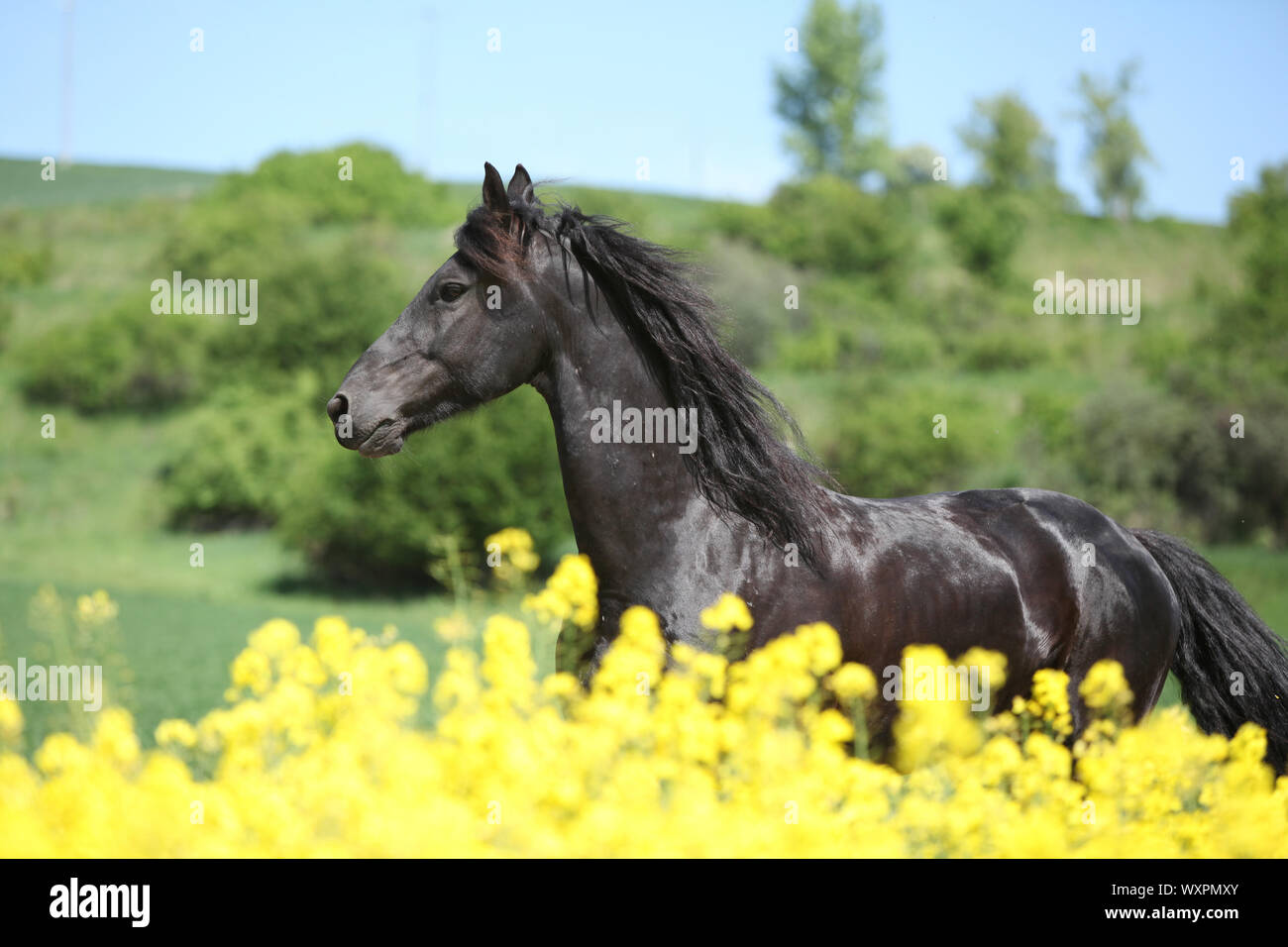 Cheval frison noir incroyable d'exécution en champ de colza jaune Banque D'Images