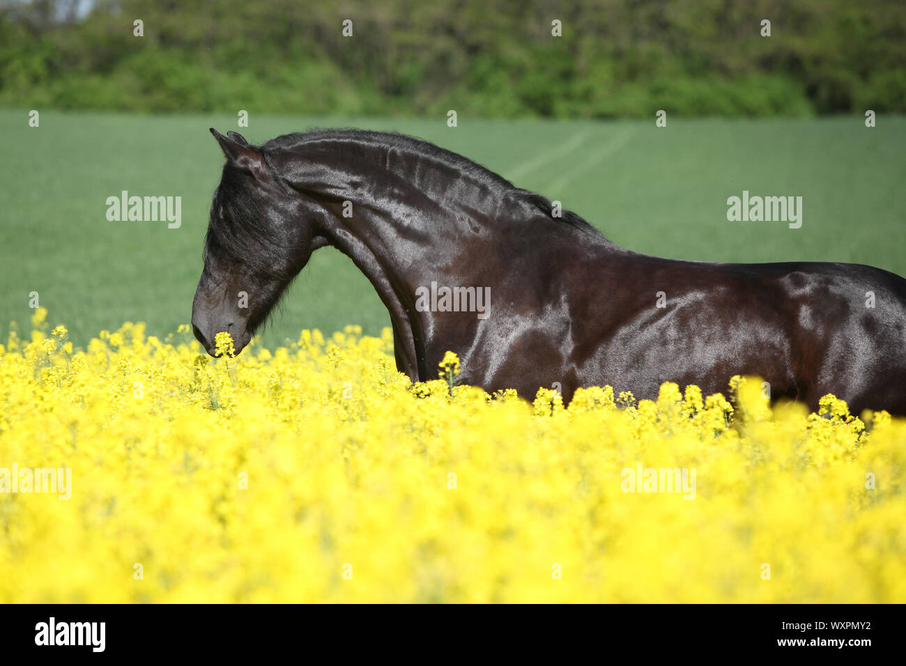 Cheval frison noir incroyable d'exécution en champ de colza jaune Banque D'Images