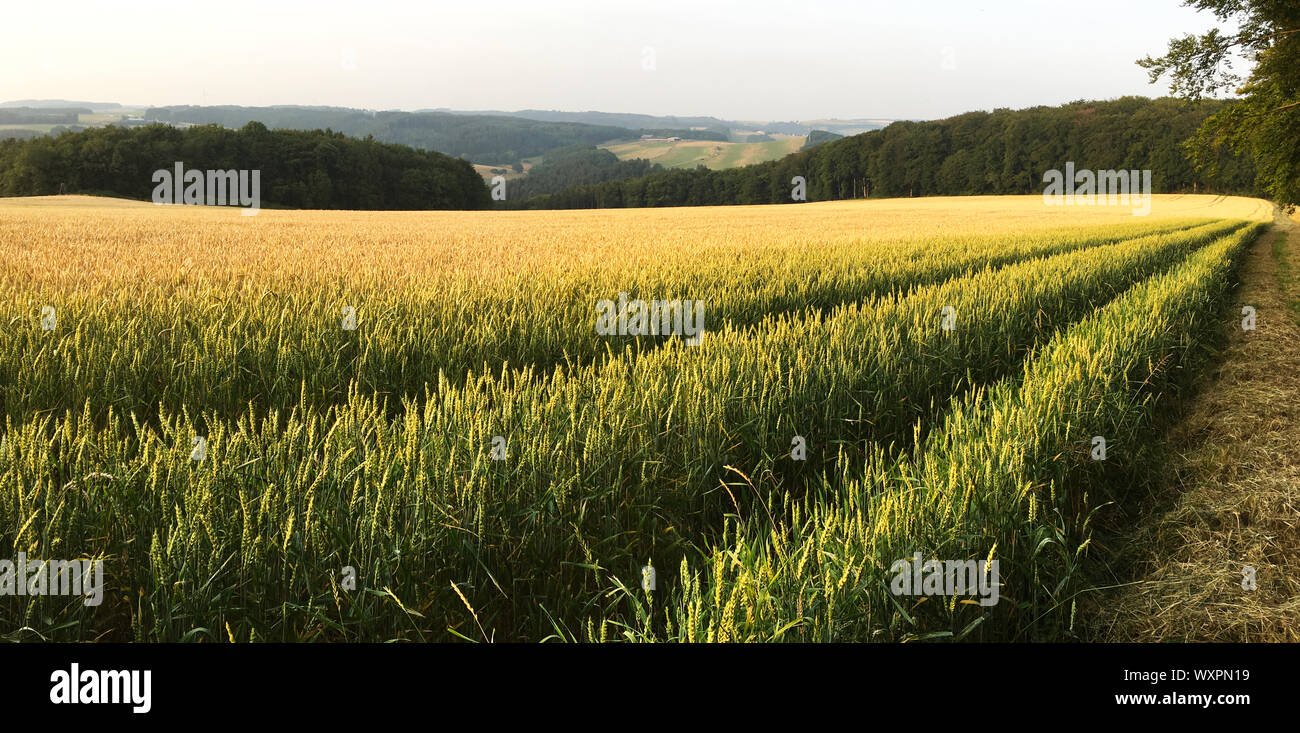 L'orge / Blé / Champ du seigle et du paysage de l'Eifel en Allemagne - Rhénanie du Nord-Westphalie (Triticale) Banque D'Images