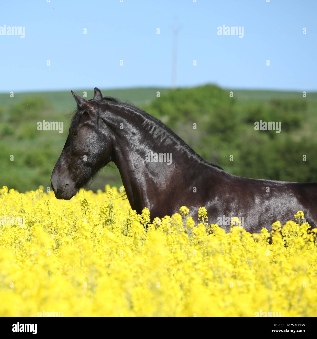 Cheval frison noir incroyable d'exécution en champ de colza jaune Banque D'Images
