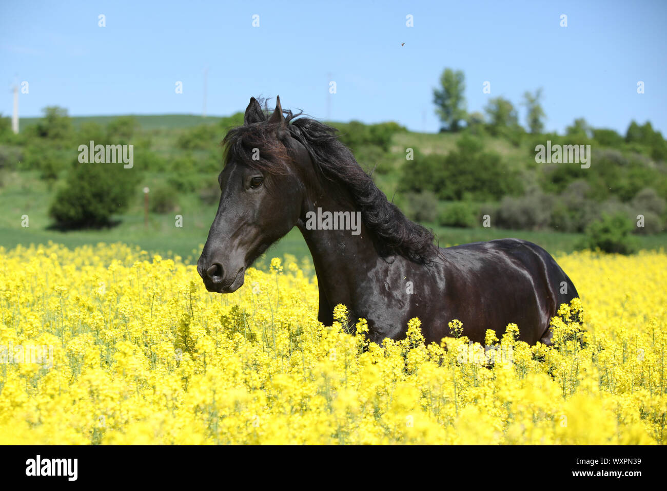 Cheval frison noir incroyable d'exécution en champ de colza jaune Banque D'Images