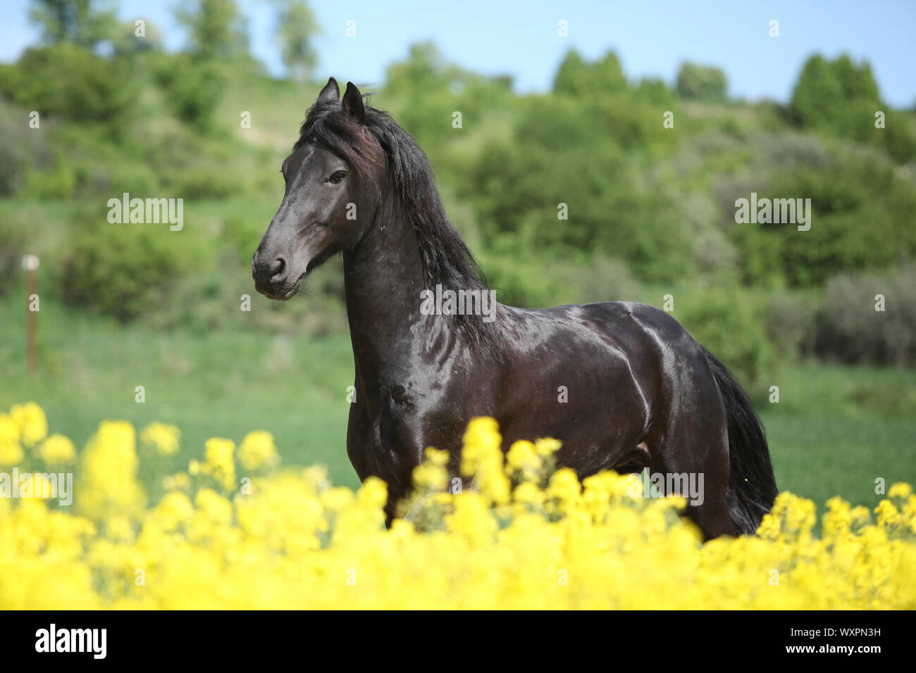 Cheval frison noir incroyable d'exécution en champ de colza jaune Banque D'Images